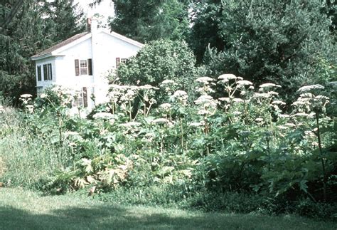 Giant Hogweed – New York Invasive Species Information