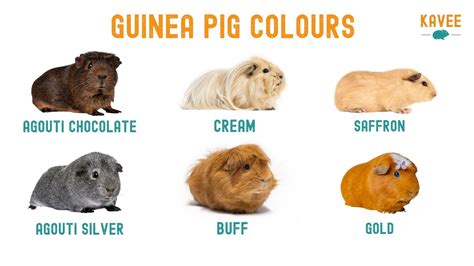 The Ultimate Guide to Guinea Pig Breeds, Markings and Colours – Kavee USA