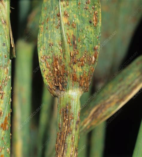 Black stem rust (Puccinia graminis) - Stock Image - C001/7669 - Science Photo Library