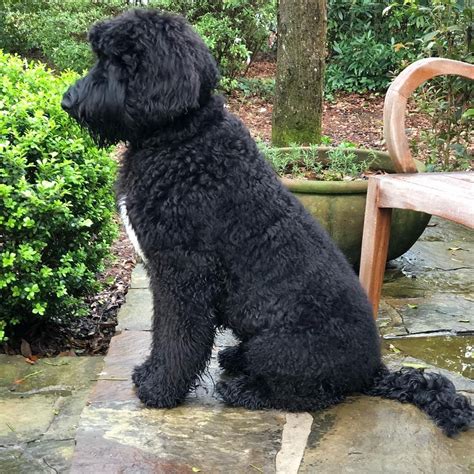 Giant Schnoodle (Giant Schnauzer & Poodle Mix): Info, Pictures, Facts ...