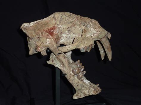 Hoplophoneus Mentalis Left Side with Brain Endocast - Members Gallery ...