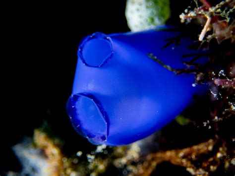 Tunicates - Christoph Trösch Medien- und Kommunikationstrainings