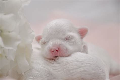 Little White Maltese Puppies Sleeping Stock Photo - Image of small, maltese: 87728670