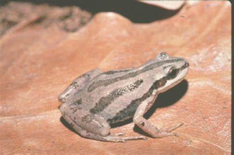 Pseudacris maculata (Boreal chorus frog) - Michigan Natural Features Inventory