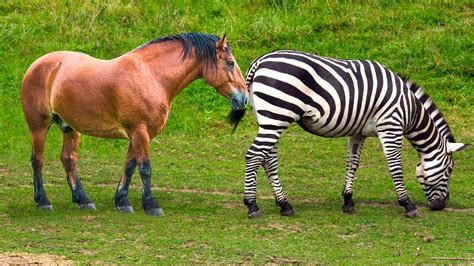 Top 155 + Zebra mating with other animals - Lifewithvernonhoward.com