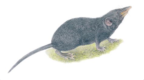 Field Museum Researcher Identifies New Shrew Species in Philippines | Chicago News | WTTW