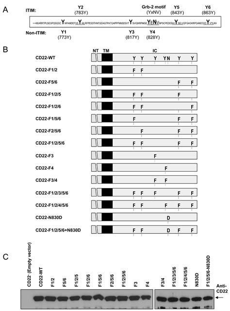 Design and expression of wild type and mutant forms of mouse CD22. A.... | Download Scientific ...