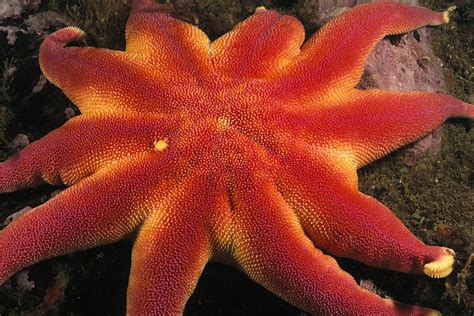 A Close View Of A Sunflower Starfish Photograph by Heather Perry