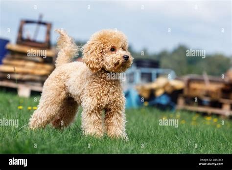 Miniature golden-brown poodle on the green lawn Stock Photo - Alamy