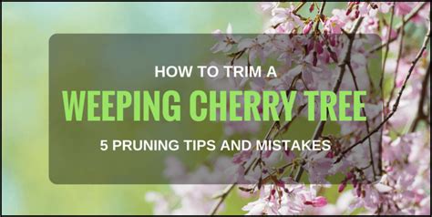 Weeping Cherry Tree Pruning | The Garden