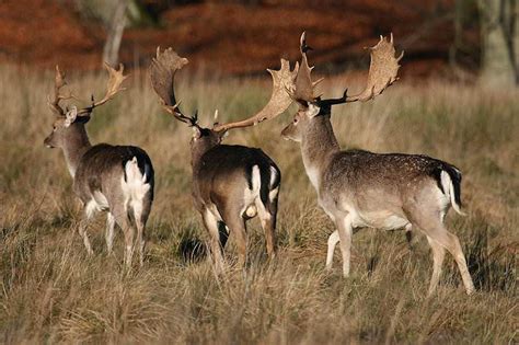 Trophy Hunting the Fallow Deer in South Africa - ASH Adventures