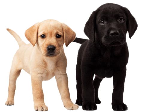 Chiots mignons PNG transparents - StickPNG