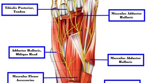 Foot Muscles Diagram