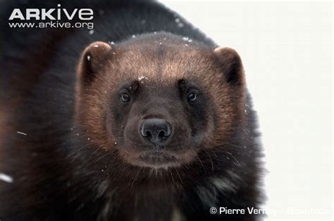 Wolverine photo - Gulo gulo - G111494 | Arkive | Wolverine, Animals, Tooth, claw