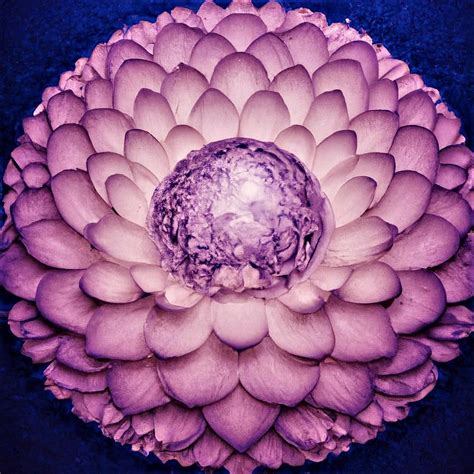 Glowing Lotus Chakra Digital Art by Juan Coetzee - Fine Art America