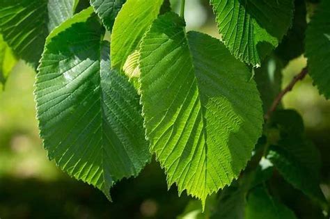 Elm Trees Identification: A Comprehensive Guide to Bark and Leaves ...