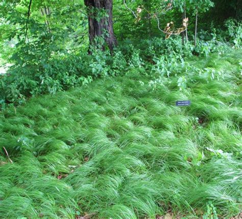 Pennsylvania sedge (Carex pensylvanica), native to MN shady woods ...