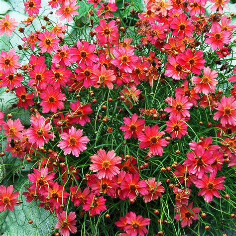 Coreopsis 'Rum Punch' Hot Pink Flowers, Orange Flowers, Summer Flowers, Sun Perennials ...