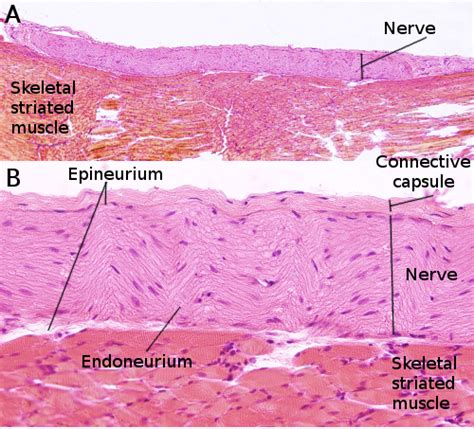 Peripheral Nerve Histology Cross Section