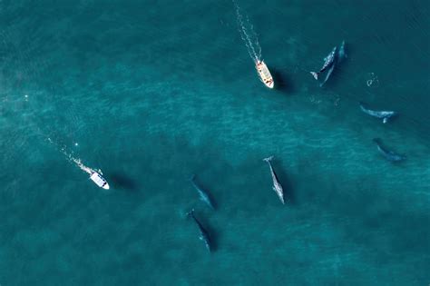 Gray Whale Migration Facts - Everything You Need to Know | Next Level ...