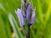 How do you tell the difference between Bluebells and Spanish Bluebells? | Wildlife Insight