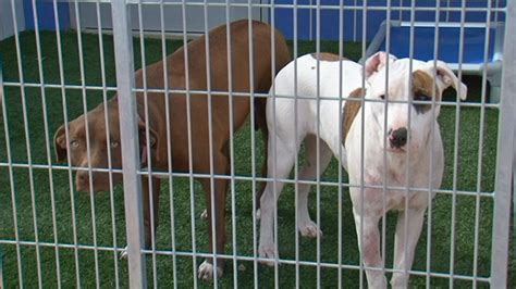 Austin animal shelters hit capacity, waive adoption fees | KEYE