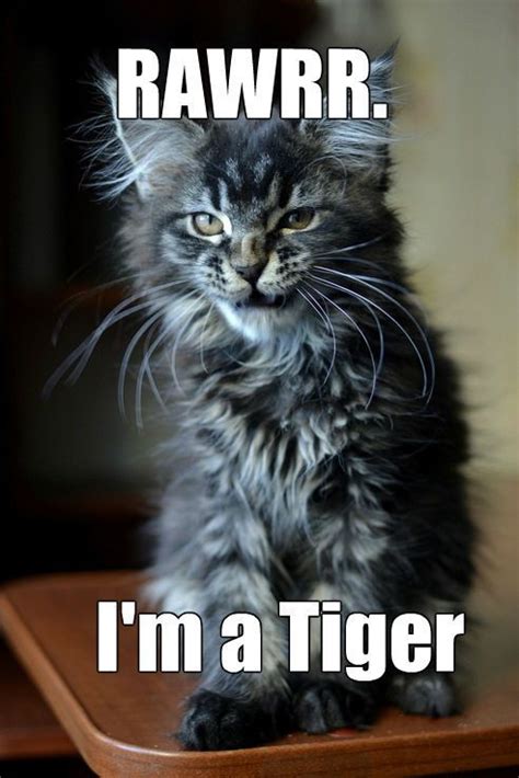 Tiger Kitty Meme | Slapcaption.com | Things that Make you laugh, cry ...