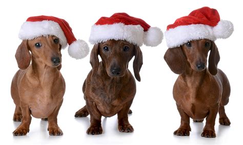 The Twelve Breeds of Christmas: The Dachshund - Tevra Pet