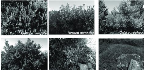 Maquis plants examples in the Akdeniz University Campus. | Download Scientific Diagram