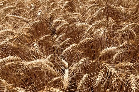 Farm Facts: Wheat - Tennessee Home and Farm