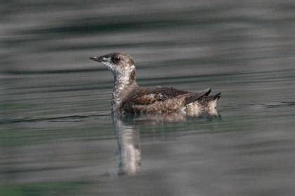 Marbled murrelet | Washington Department of Fish & Wildlife