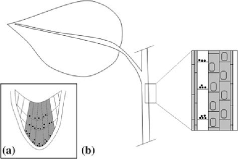 Chapter 2 Nutation in Plants | Semantic Scholar