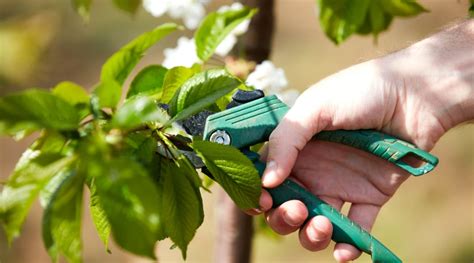 How to Plant, Grow and Care For Weeping Cherry Trees