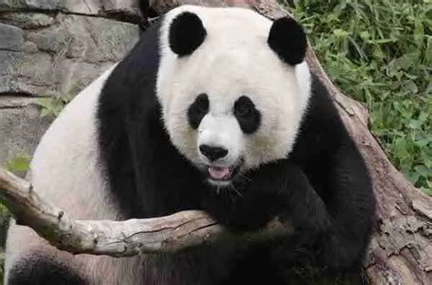 Are Pandas Considered Bears? (Similarities & Differences)