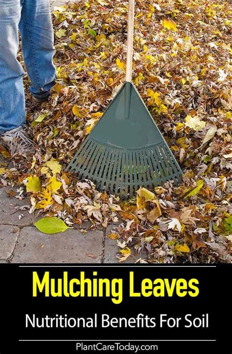 Mulching leaves - decayed leaves not only improve soil but can increase the yield and flavor of ...