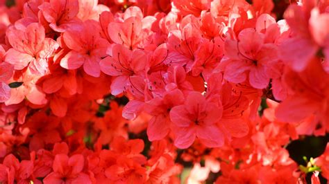 15 Types Of Azaleas You Can Grow In Your Garden