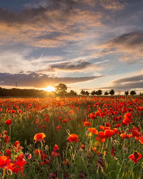 Poppy Field Sunset [EXPLORED] | Yanworth | Gloucestershire |… | Flickr