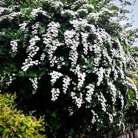 Snowmound Spirea For Sale | The Tree Center