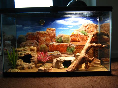 Terrarium Setup For Leopard Gecko