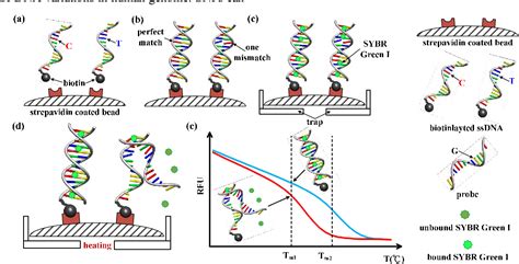 Figure 2 from Single nucleotide polymorphism (SNP) genotyping methods ...