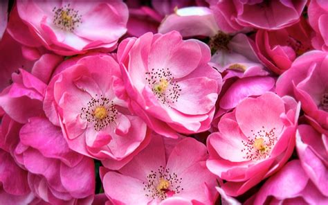 Wallpaper Many pink flowers, petals, spring, macro photography 2560x1440 QHD Picture, Image