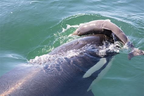 orca whale eating shark Orca eating dolphin