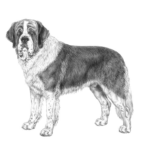 Saint Bernards: Dog breed info, photos, common names, and more — Embarkvet