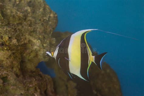 Moorish Idol Zanclus Cornutus the Type of Fish Known As Gill in Finding Nemo Stock Photo - Image ...