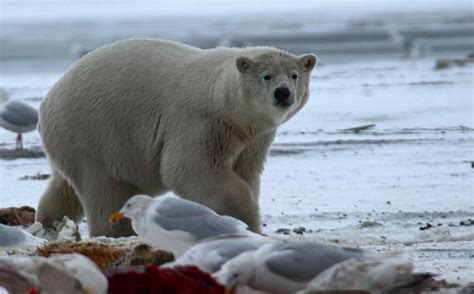 #NatgeoWild | Ours polaire, Ours brun, Grizzly