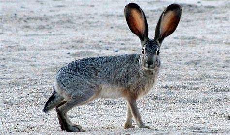 Black-tailed jackrabbit facts, distribution & population | BioDB