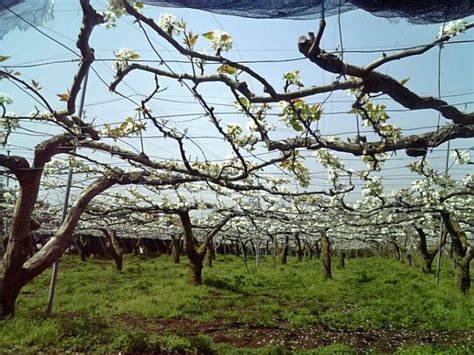 Sand pear tree | There is a lot of sand pear farm in northen… | Flickr