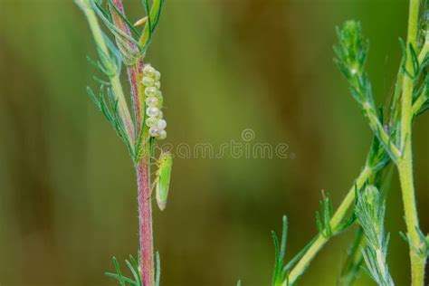 Leafhopper and insect eggs stock image. Image of nature - 189894575