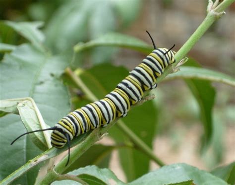 Queen, Monarch Caterpillars and Butterflies: How to Tell the Difference – Texas Butterfly Ranch