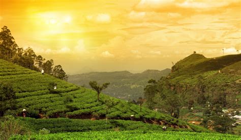 Munnar Tea: How Your Favorite Tea Is Produced? - Dream Coconut Villa Resort